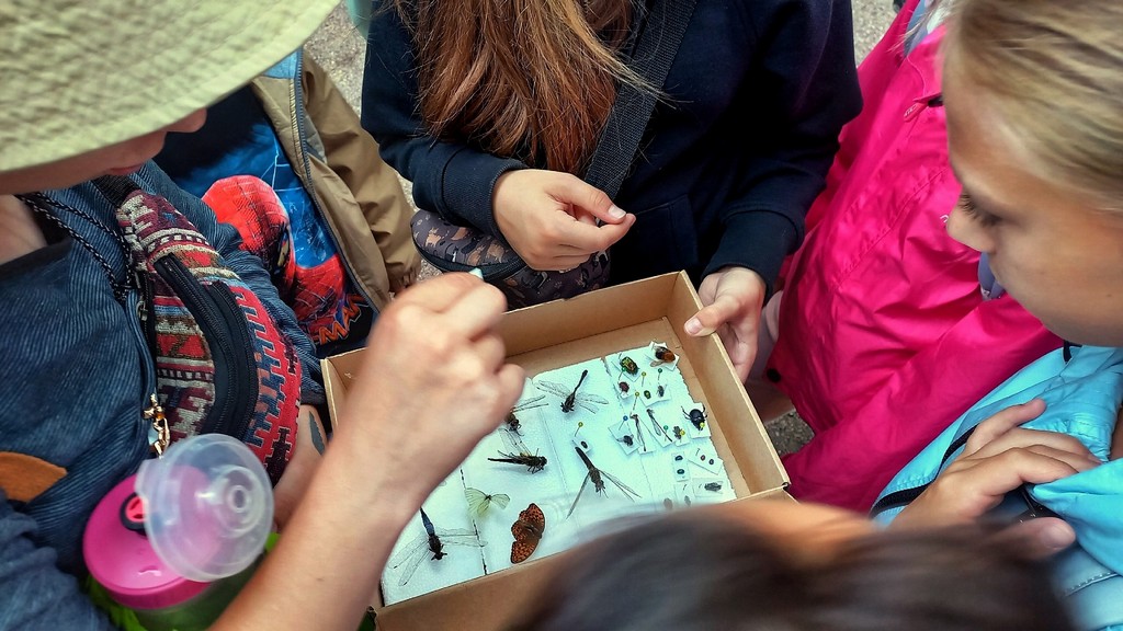 Встреча на природе «Энтомологическая прогулка в Полежаевском парке»